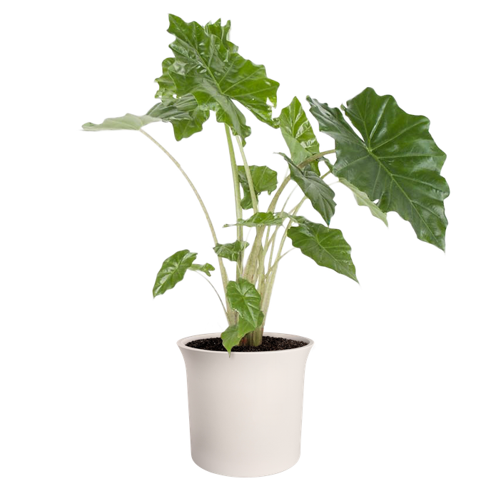 june tulip 47cm leinenweiß